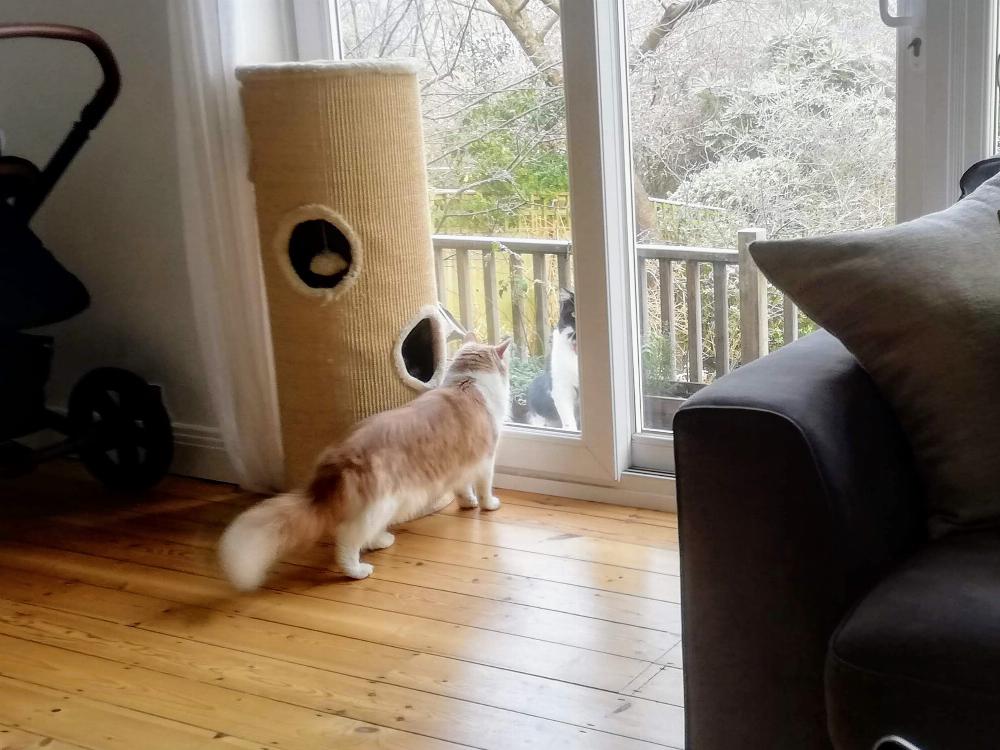Henry looking at fluffy Black and white cat through window