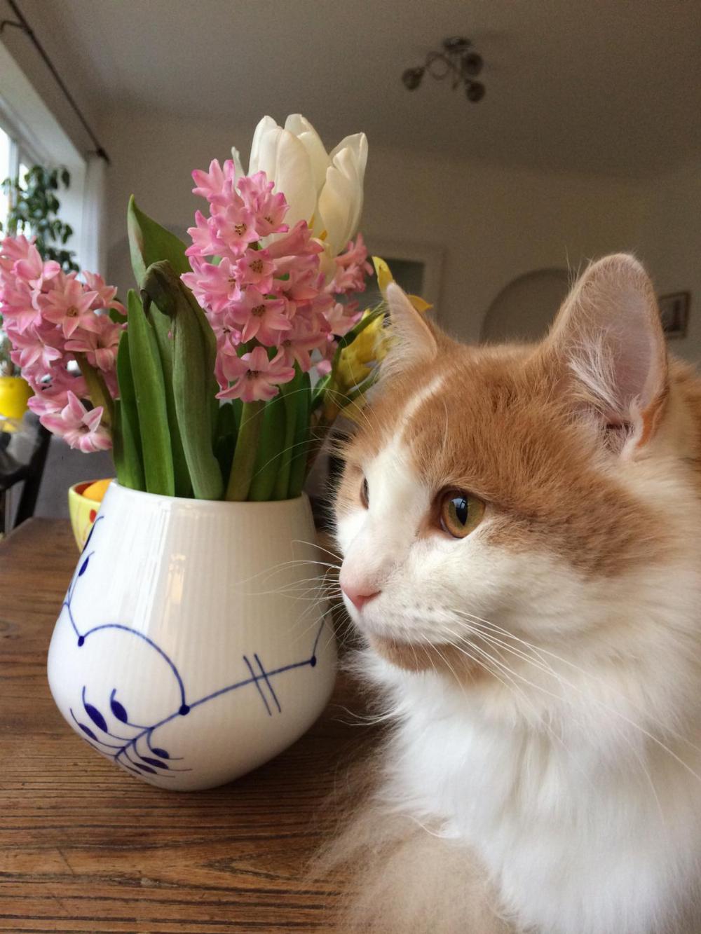 CLose up of Henry and flowers.