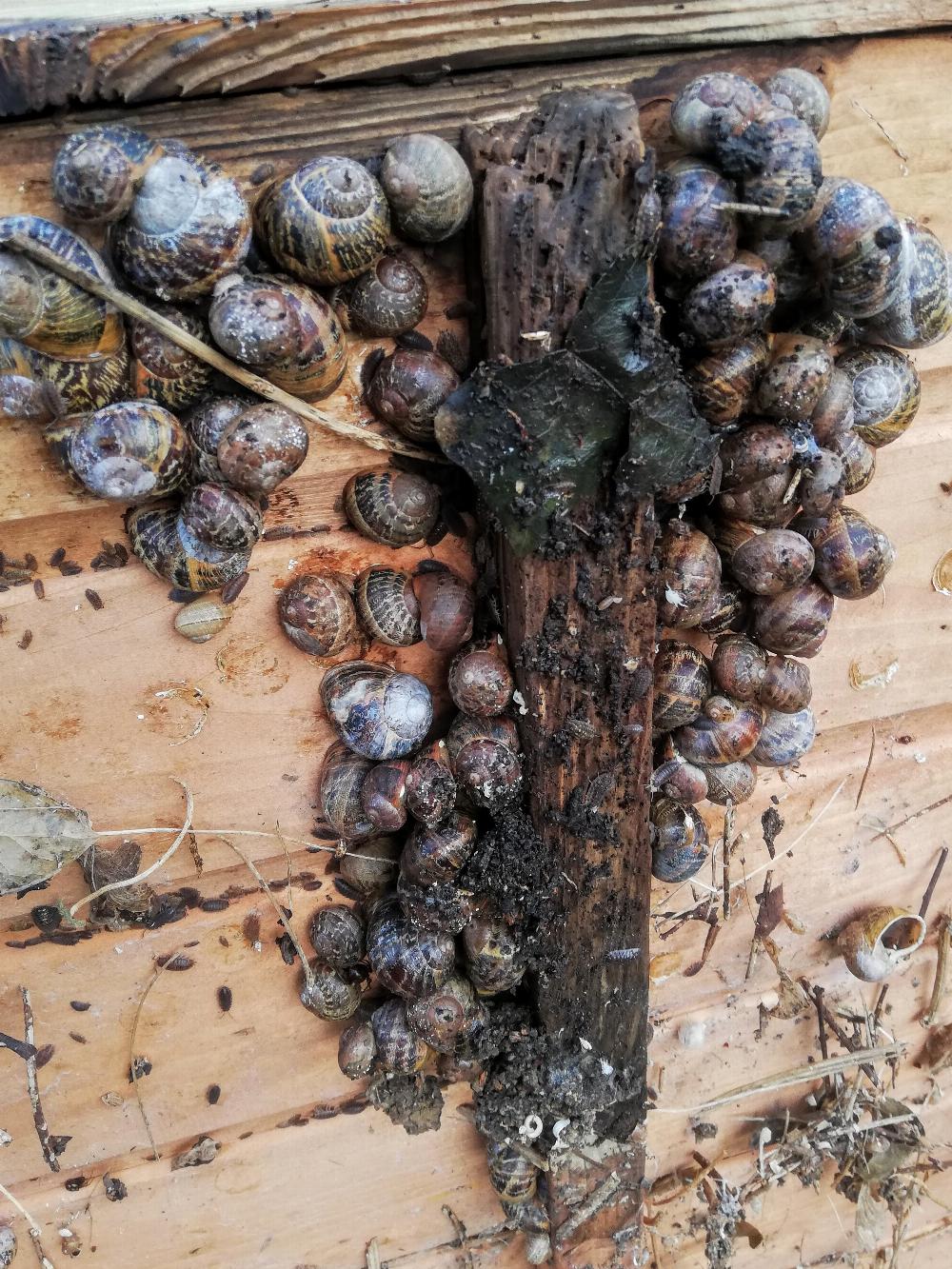 A bunch of snails hibernating.
