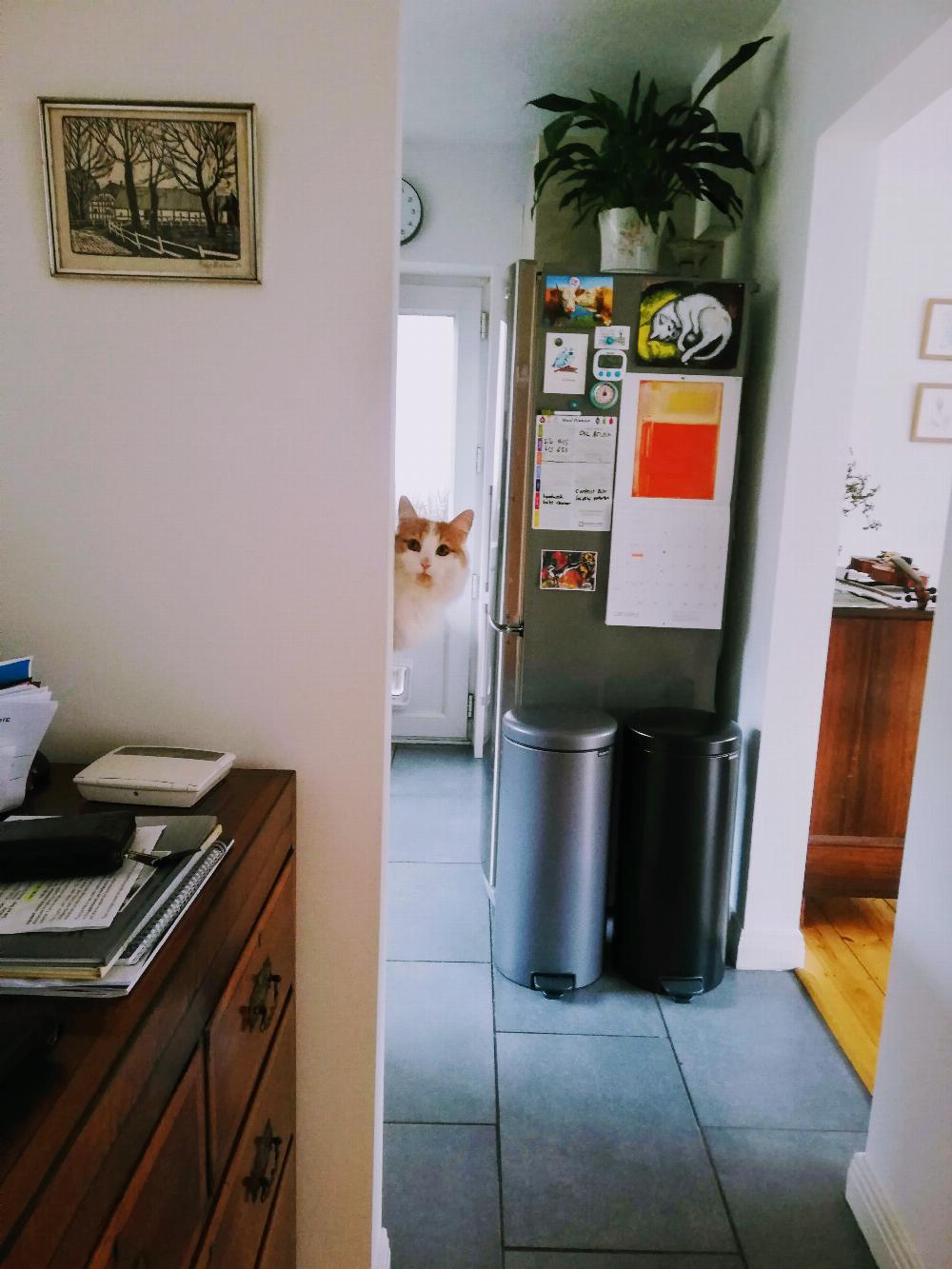Henry peeping round the corner of my kitchen