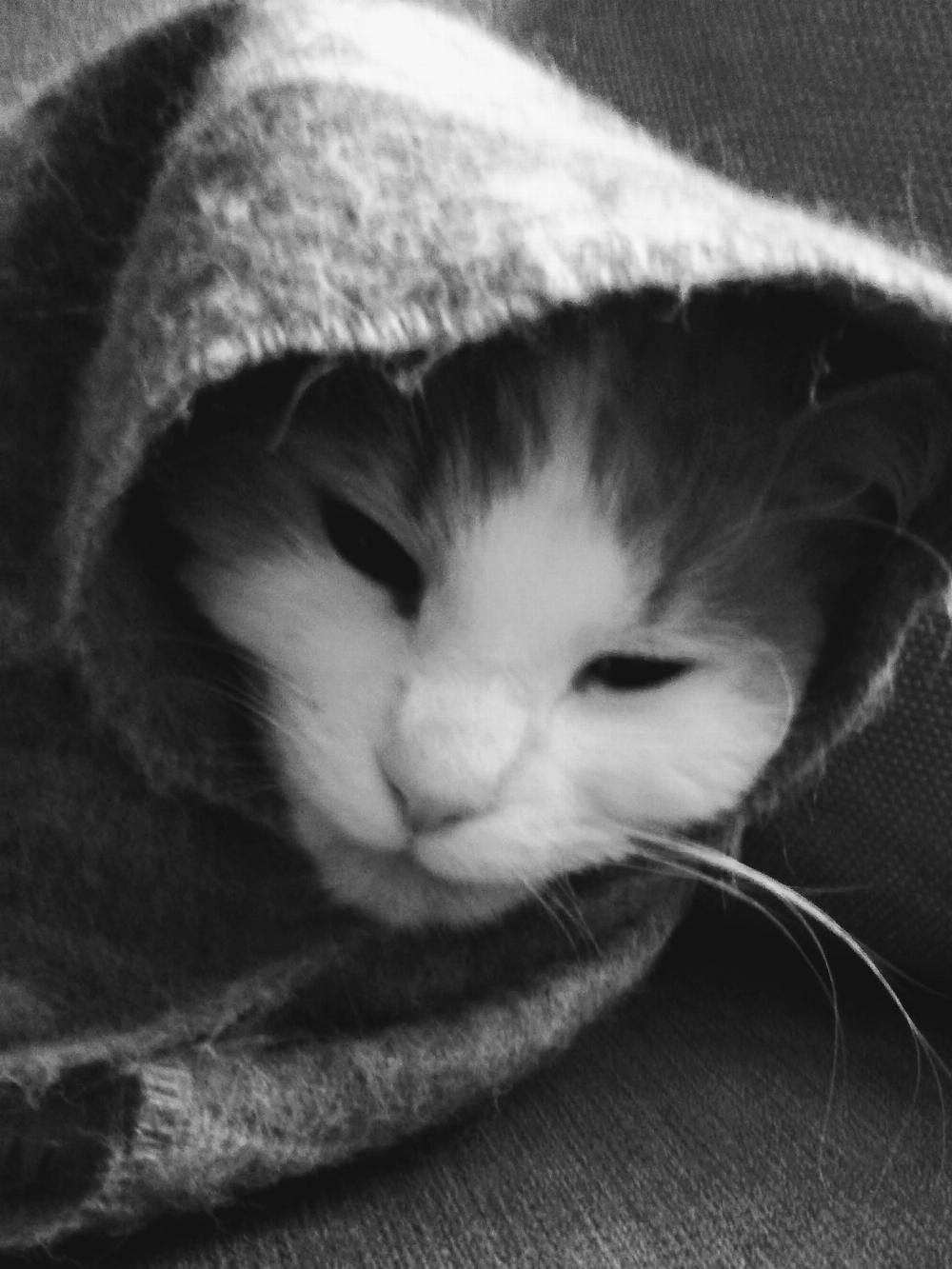 Henry with a shawl on his head