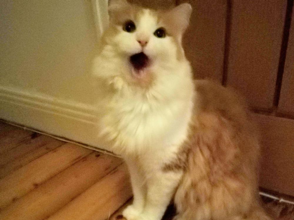 Henry with mouth wide open.