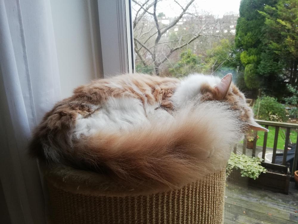 A photo of Henry curled up with tail over eyes
