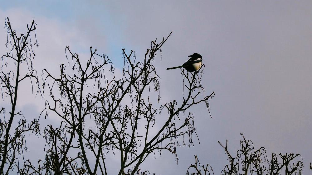 Magpie.