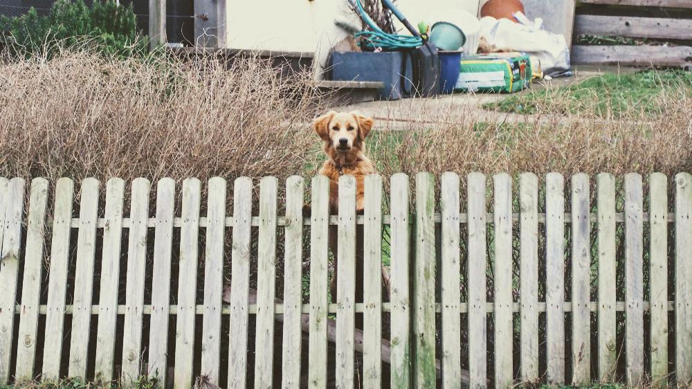 Dog peeking over fence.