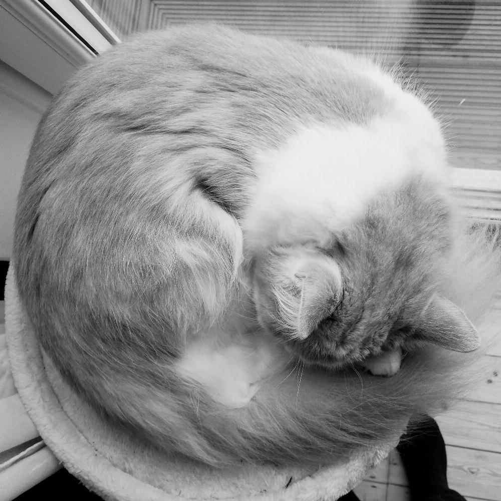 Henry curled into a ball.