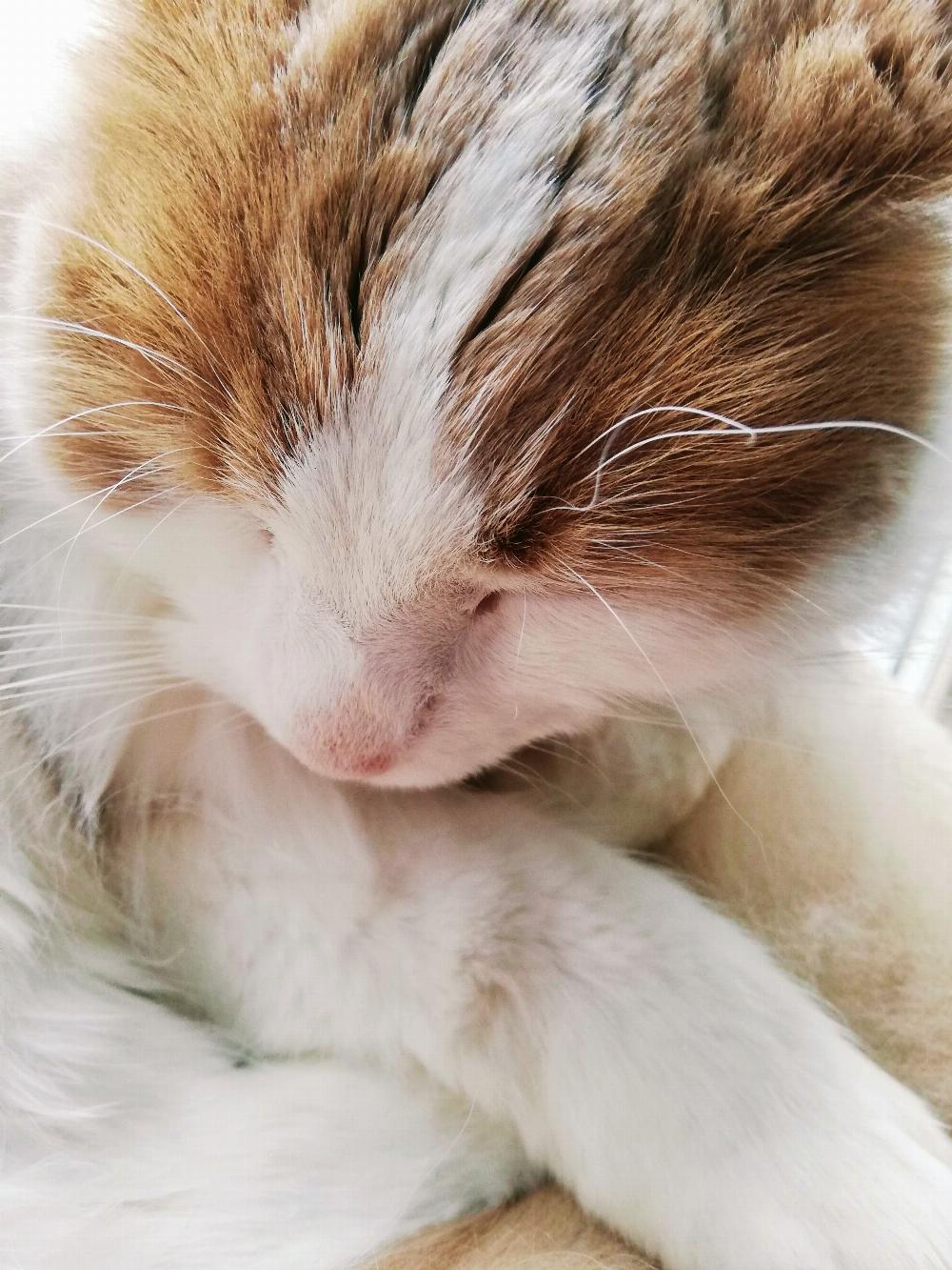 Close up of Henry.