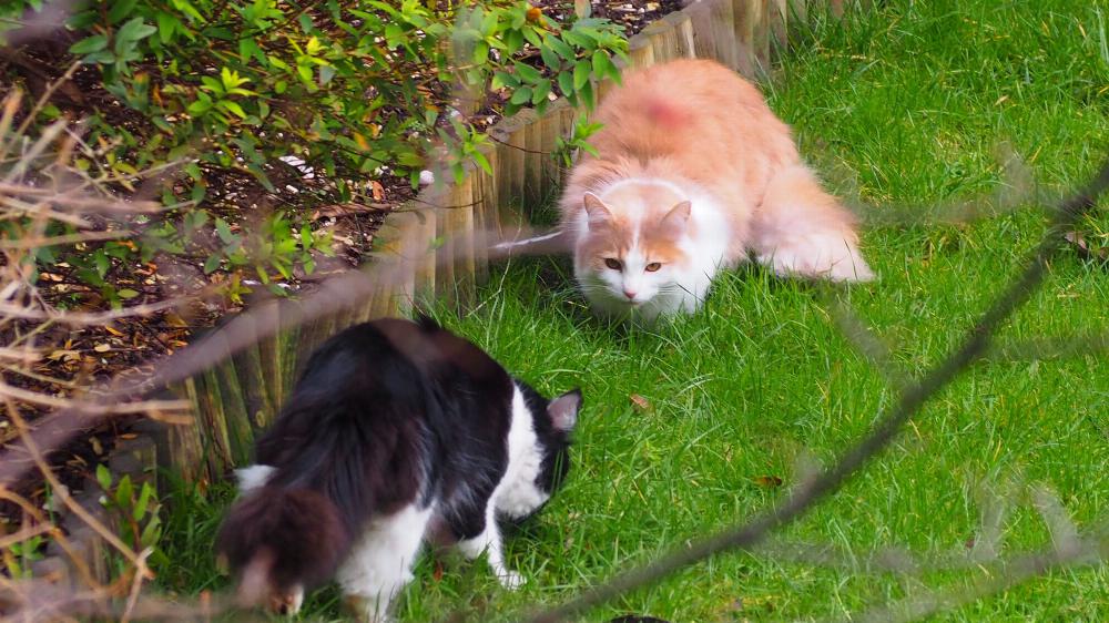 Henry facing off with a black and white cat.