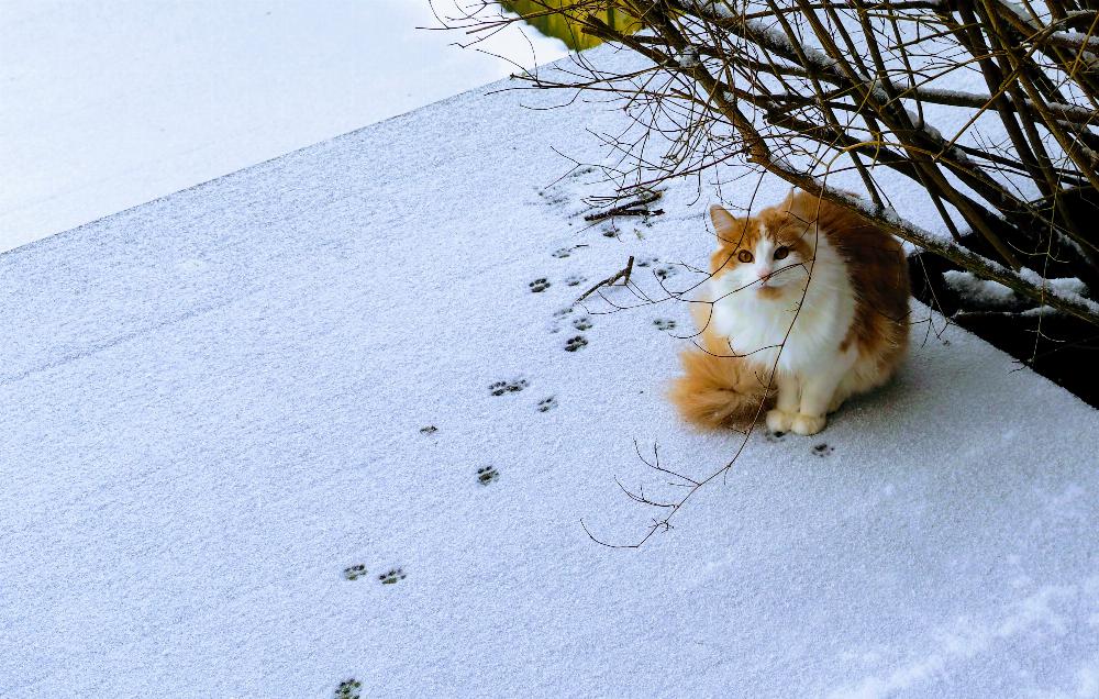 Henry in the snow.