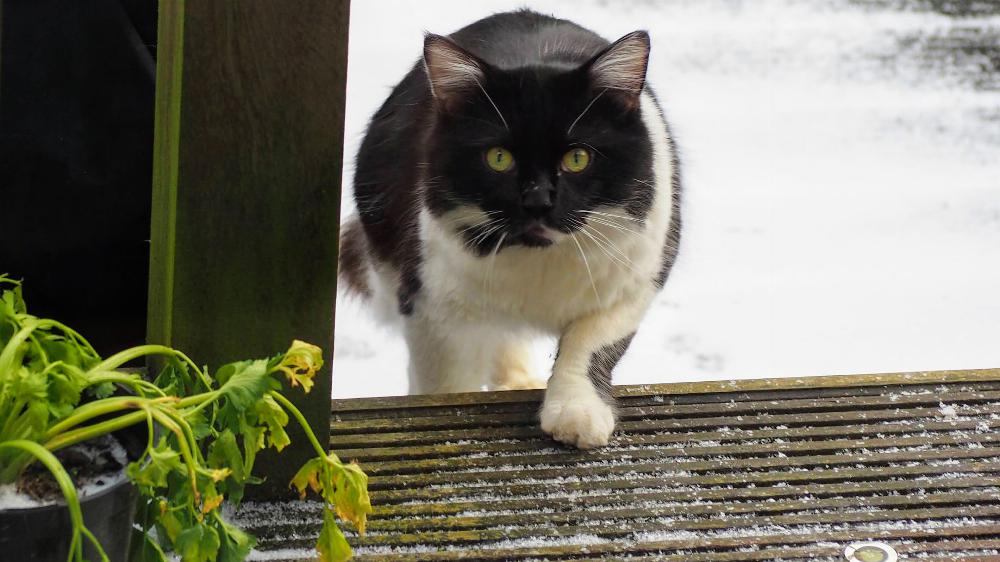 Henry's black and white cat friend.
