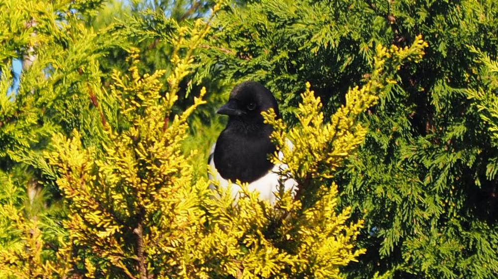 Magpie in cedar tree.