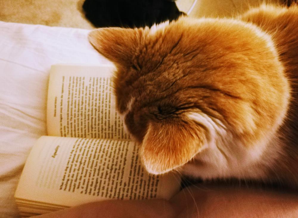 Henry reading a book.