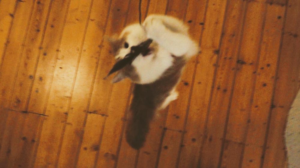 Henry jumping.
