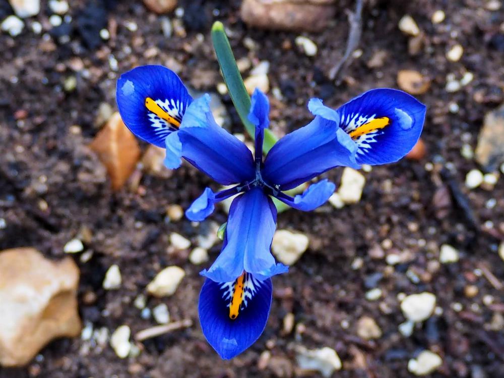 Top down view of an Iris.