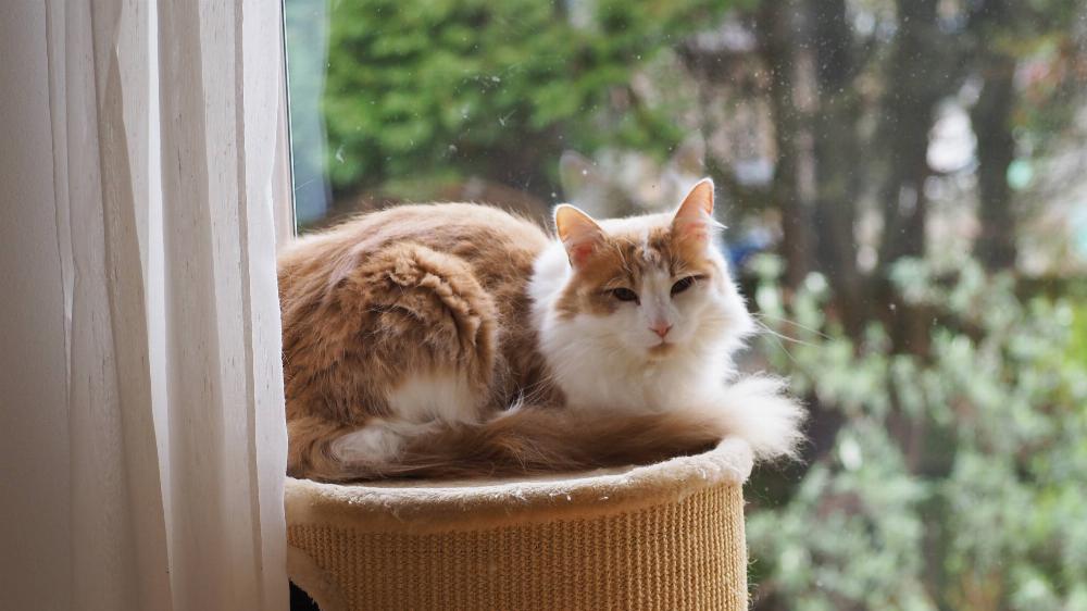 Henry sitting on his cat podium.
