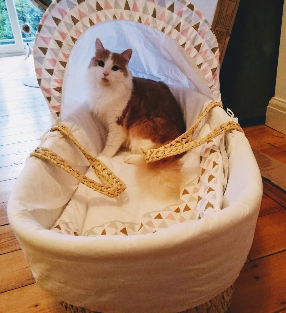 A photo of Henry sitting in a Moses basket