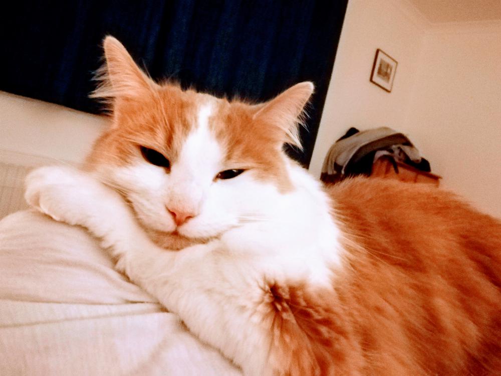 Henry relaxing