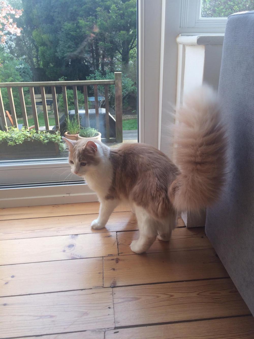 Old picture of Henry with fluffy tail