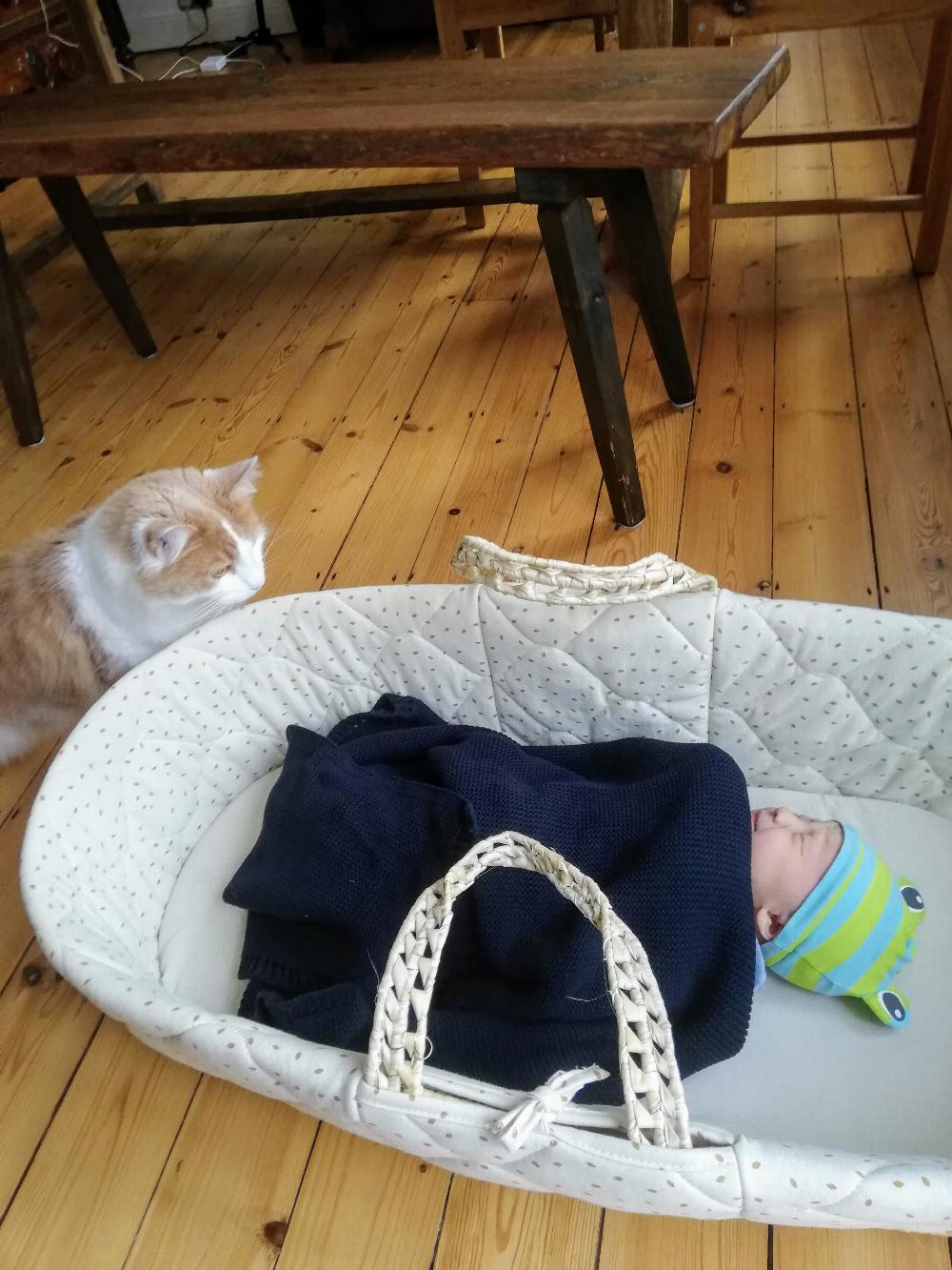 Lily came home today, Henry was a bit scared!