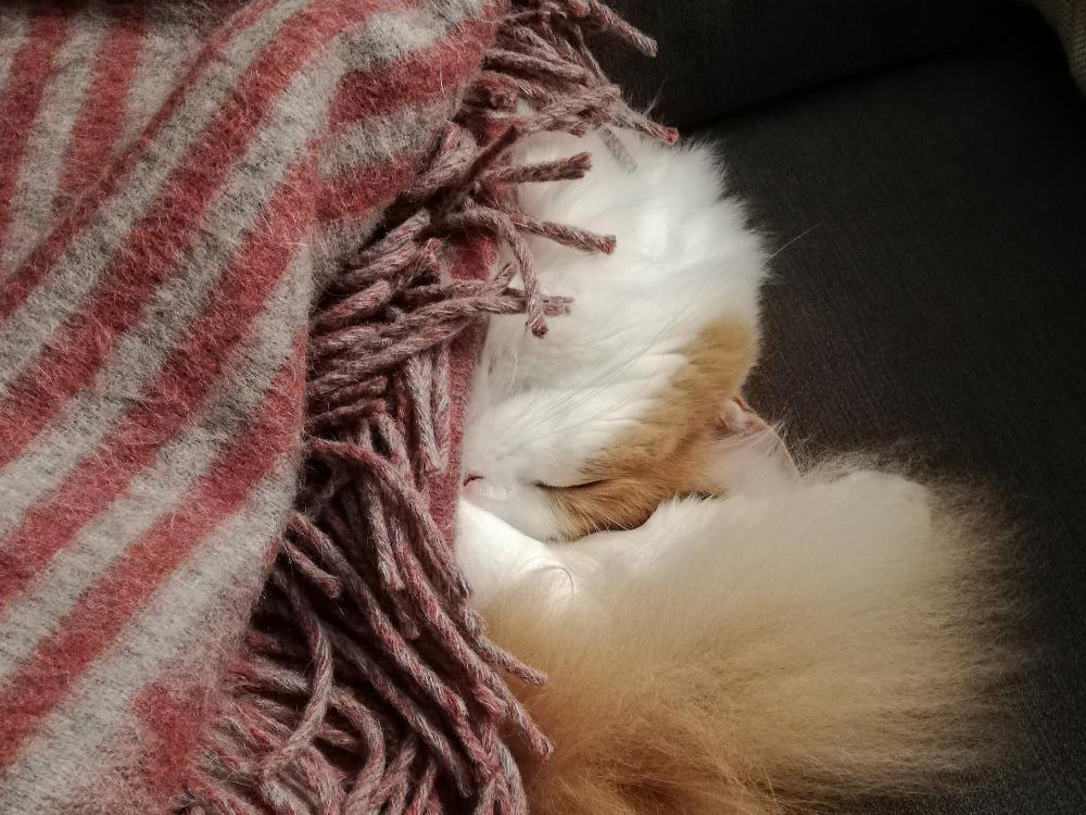 A photo of Henry curled up under a blanket