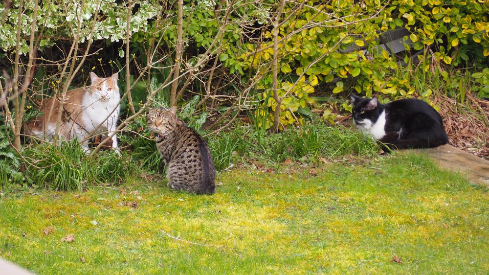 Henry's gang of cuteness. BFFs!