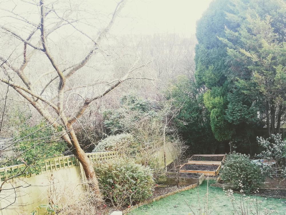 Frosty garden