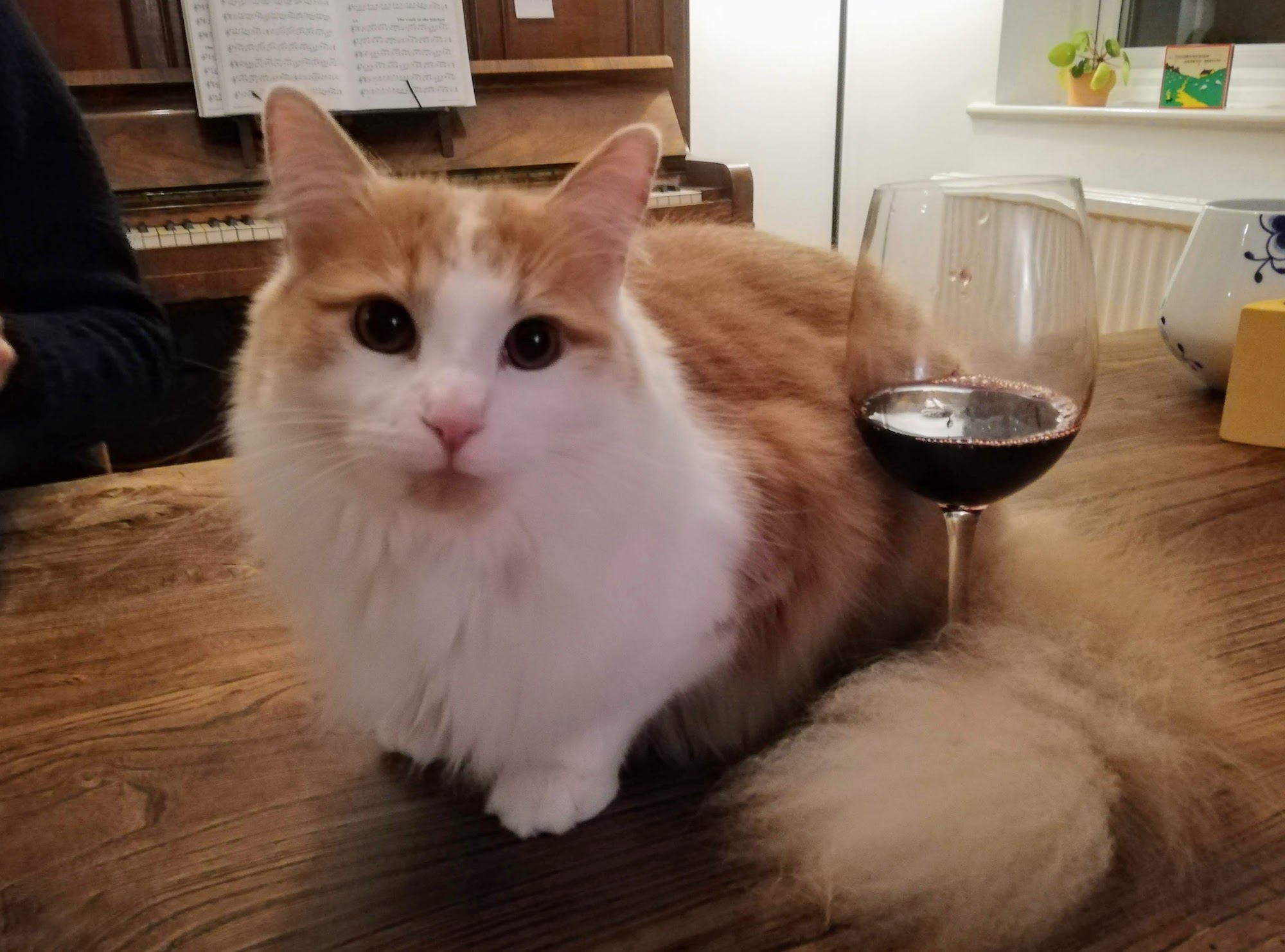My white and ginger cat with tail around wine glass